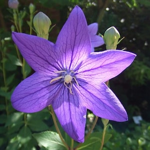 200 Balloon Flower Seeds - Platycodon grandiflorus - Chinese Bellflower TCM Herb Seeds Medicinal Apothecary Beneficial Perennial Flowers