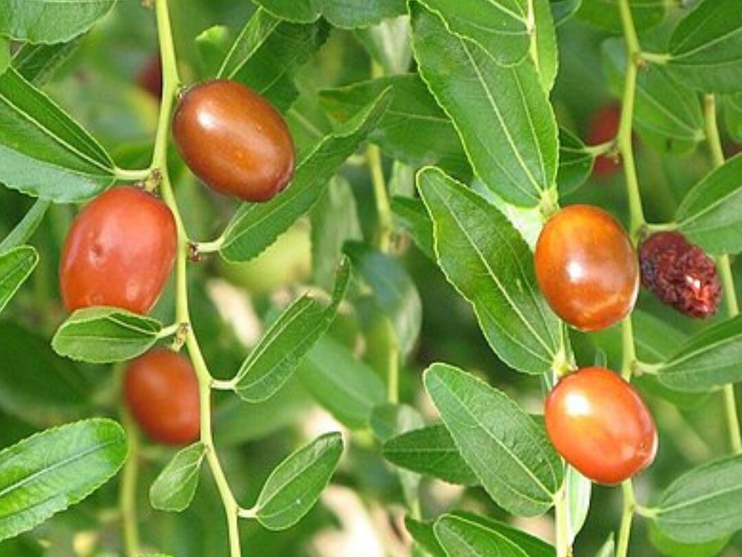 Chinese Date Tree In Organic Farm Land, Ziziphus Jujuba, Red Date ...