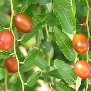 Jujube-Samen - Ziziphus jujuba - Chinesische Rote Dattel TCM Kraut Da Zao Essbare Obstbaum Medizin Apotheker Laubbaum - 10, 15 oder 25 Samen