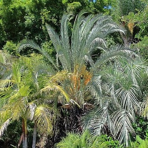 Areca Butterfly Palm Seeds - Dypsis lutescens - Bamboo Palm Tree Yellow Cane Indoor Houseplant Ornamental Evergreen Plant - 5/10/15 seeds