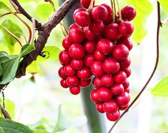 50 Schisandra Seeds - Schisandra chinensis - Magnolia Berry Vine Five-Flavor Fruit TCM Herb Medicinal Apothecary Perennial Planting Seeds