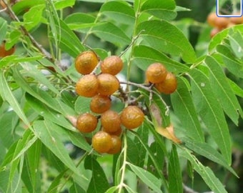 Graines de mûrier indien - Sapindus mukorossi - Noix de lavage de Chine rustique à feuilles caduques Reetha arbre fruitier tropical Washnut Ritha Herb - 5/10/15 graines