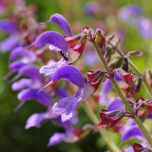 Red Sage Seeds - Salvia miltiorrhiza - Dan Shen TCM Herb Seeds Medicinal Apothecary Cabinet Perennial Flower Planting Seeds - 50, 100 or 200