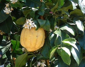 20 Citron Seeds - Citrus medica - Fragrant Flowering Evergreen Fruit Tree - Etrog Lemon Scented Medicinal Plant Apothecary Year Round Blooms