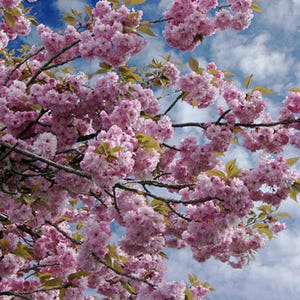 25 Japanese Cherry Blossom Tree Seeds - Prunus serrulata - Sakura Landscaping Oriental East Asian Cherry Tree Bonsai Suitable Ornamental