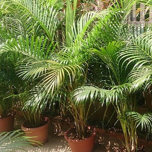 5 Areca Butterfly Palm Tree Seeds - Dypsis lutescens - Bamboo Palm Tree Yellow Cane Indoor Houseplant Ornamental Evergreen Perennial Seeds