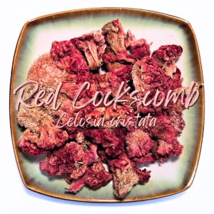 Red Cockscomb - Celosia cristata - Dried Flowers - Organic Apothecary Natural Edible Bulk Herbs For Tea / Crafts / Soap / Candles / Wicca