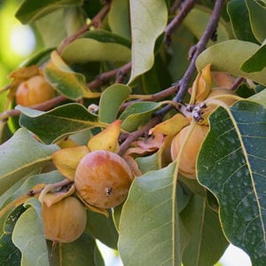 Graines de datte prune kaki - Diospyros lotus - lilas kaki kaki du Caucase graines d&#39;arbre fruitier arbre à feuilles caduques médicinal MTC - 15/10/25