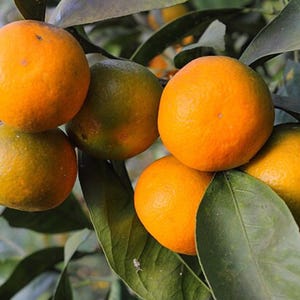20 Mandarin Orange Tree Seeds - Citrus reticulata &#39;Blanco&#39; - Ornamental Indoor Outdoor Healthy Medicinal Apothecary Patio Fruit Tree Seeds
