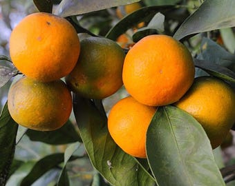 20 Mandarin Orange Tree Seeds - Citrus reticulata &#39;Blanco&#39; - Ornamental Indoor Outdoor Healthy Medicinal Apothecary Patio Fruit Tree Seeds