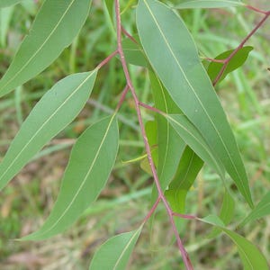 50 Lemon Eucalyptus Tree Seeds - Corymbia / Eucalyptus citriodora - Blue-Spotted Gum Indoor Outdoor Fragrant Medicinal Herb Tree Seeds