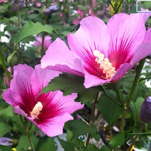 50 Rose of Sharon Seeds - Hibiscus syriacus - Althaea Shrub Hardy Hibiscus Mu Jin Medicinal Apothecary Pink Perennial Flower Planting Seeds