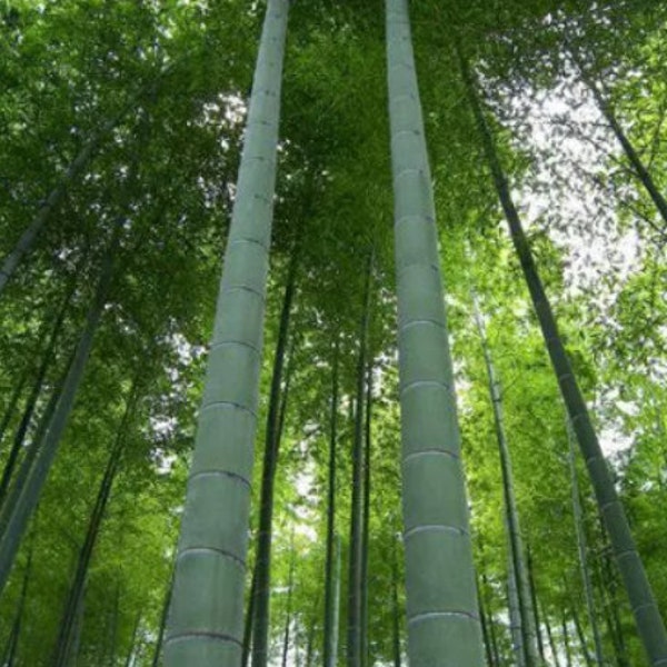 100 MOSO Bamboo Seeds - Phyllostachys edulis - Hardy Landscaping Bamboo Privacy Screen Planting Seeds Indoor / Outdoor Seeds for Planting