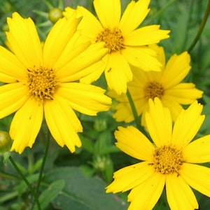 ランスリーフティックシードシード - Coreopsis lanceolata - TCMハーブ、乾燥耐性花、薬用薬剤、多年生野生花、植え付け用種子