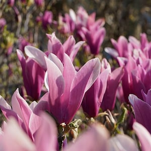 Purple Lily Magnolia Seeds - Magnolia lilliflora &#39;Nigra&#39; - Mulan Woody Orchid TCM Herb Apothecary Deciduous Shrub - 10/15/25 Tree Seeds