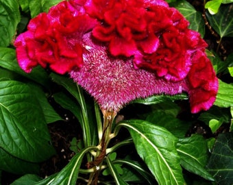 200 Red Cockscomb Seeds - Celosia cristata - Crested Celosia argentea Flower Woolflower TCM Herb Medicinal Apothecary Colorful Annual Seeds