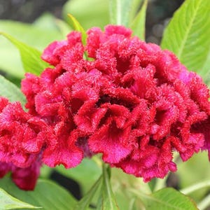 100 Red Cockscomb Seeds - Celosia cristata - Crested Celosia argentea Flower Woolflower TCM Herb Medicinal Apothecary Colorful Annual Seeds