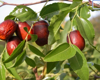 Jujube Seeds - Ziziphus jujuba - Chinese Red Date TCM Herb Da Zao Edible Fruit Tree Medicinal Apothecary Deciduous - 10, 15 or 25 seeds