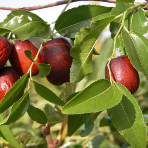 15 graines de jujube - Ziziphus jujuba - Datte rouge de Chine MTC Herbe Da Zao Comestible Arbre fruitier Médicinal apothicaire À feuilles caduques Ornementale Verger