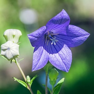 300 Balloon Flower Seeds - Platycodon grandiflorus - Chinese Bellflower TCM Herb Seeds Medicinal Apothecary Beneficial Perennial Flowers