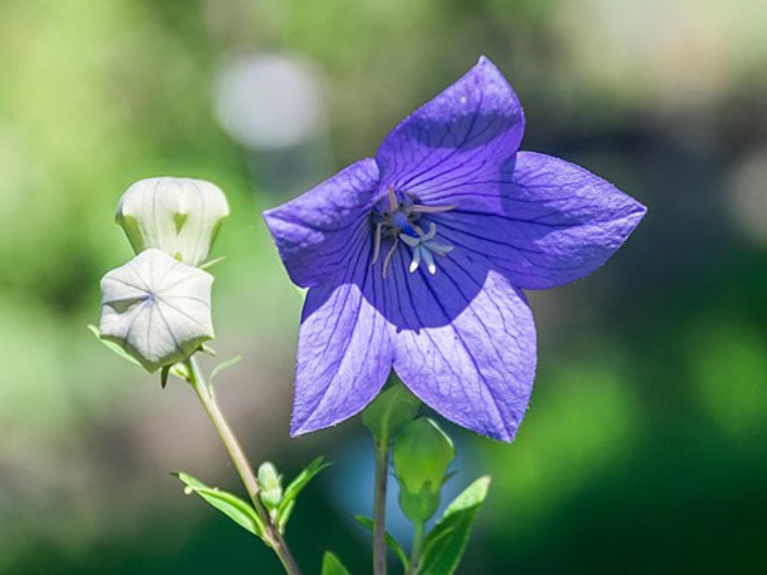 300 Balloon Flower Seeds - Platycodon grandiflorus - Chinese Bellflower TCM Herb Seeds Medicinal Apothecary Beneficial Perennial Flowers