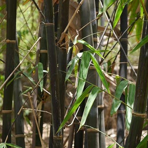 100 BLACK Bamboo Seeds - Phyllostachys nigra - Hardy Landscaping Privacy Screen Ornamental Border Indoor Outdoor Bamboo Seeds for Planting