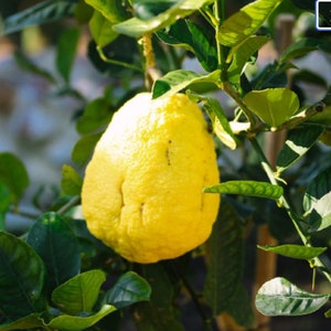 20 graines de cédrat - Citrus medica - arbre fruitier à feuilles persistantes à fleurs parfumées - plante médicinale parfumée au citron Etrog apothicaire fleurs toute l'année