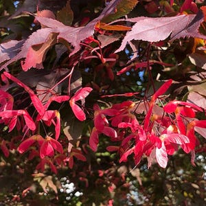100 Red Japanese Maple Tree Seeds - Acer palmatum &#39;Atropurpureum&#39; - Palmate Tree Hardy Ornamental Landscaping Non-GMO Bonsai Suitable