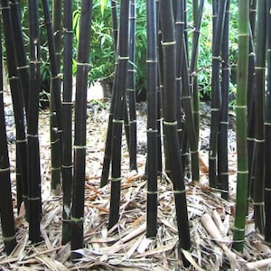 BLACK Bamboo Seeds - Phyllostachys nigra - Winterharde landschapsarchitectuur Privacyscherm Zaden binnen / buiten bamboe: 100, 200 of 400 zaden