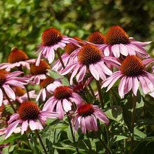Echinacea Samen - Sonnenhut - Echinacea purpurea TCM Kraut Wildblume Heil Apotheker Blühende Mehrjährige Pflanzung 50/100/200