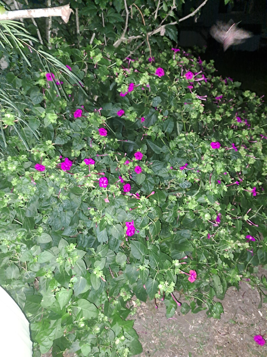 4 O'clock Plant Tubers Fuschia less Than 5 Dollars Etsy