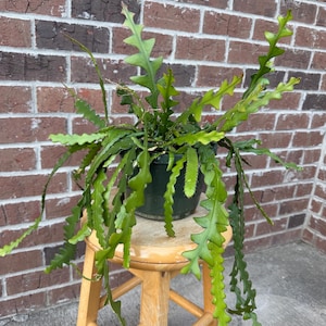 Fishbone cactus plant,Zig Zag cactus plant