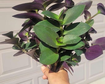 Tradescantia, Pale puma plant,