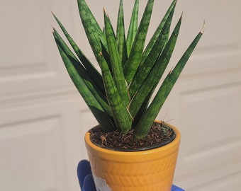 Sansevieria Bob, snake plant