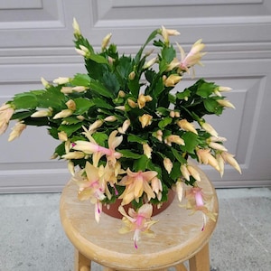Thanksgiving cactus plant, holiday cactus