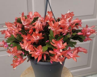 Thanksgiving cactus plant, holiday cactus plant