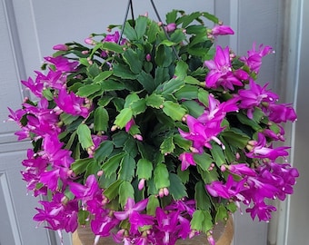 Thanksgiving cactus plant, holiday plant