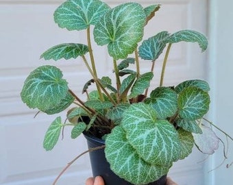 Strawberry begonia house plant.