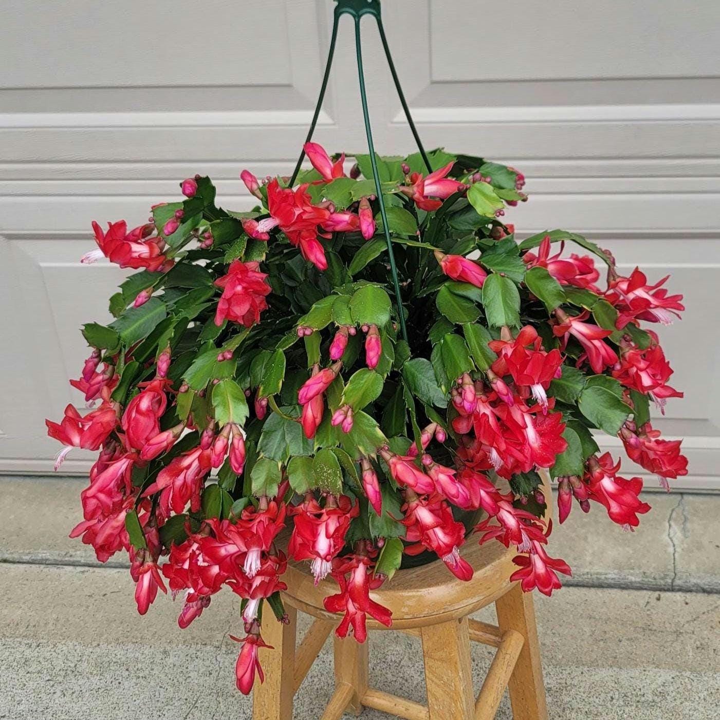 Thanksgiving cactus plant, holiday plant.