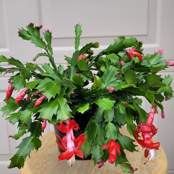 Thanksgiving cactus plant, holiday cactus plant