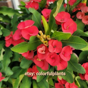 May include: Close-up of a vibrant red flowering plant with green leaves. The plant is in a pot and the flowers are in full bloom. The text "etsy: colorfulplants" is visible in the image.