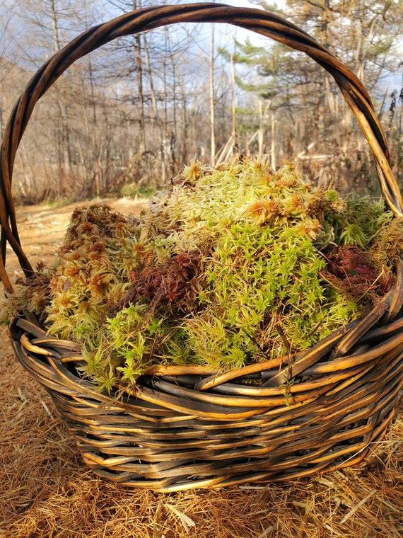 Natural Dried Sphagnum Moss for Orchids, Carnivores and Miniature