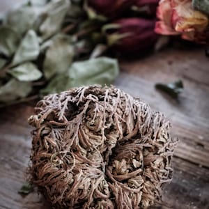 Rose of Jericho, resurrection plant