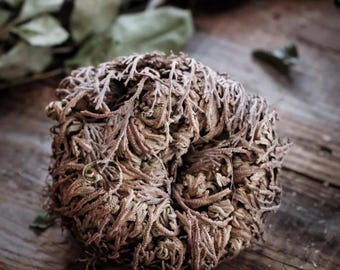 Rose of Jericho, resurrection plant