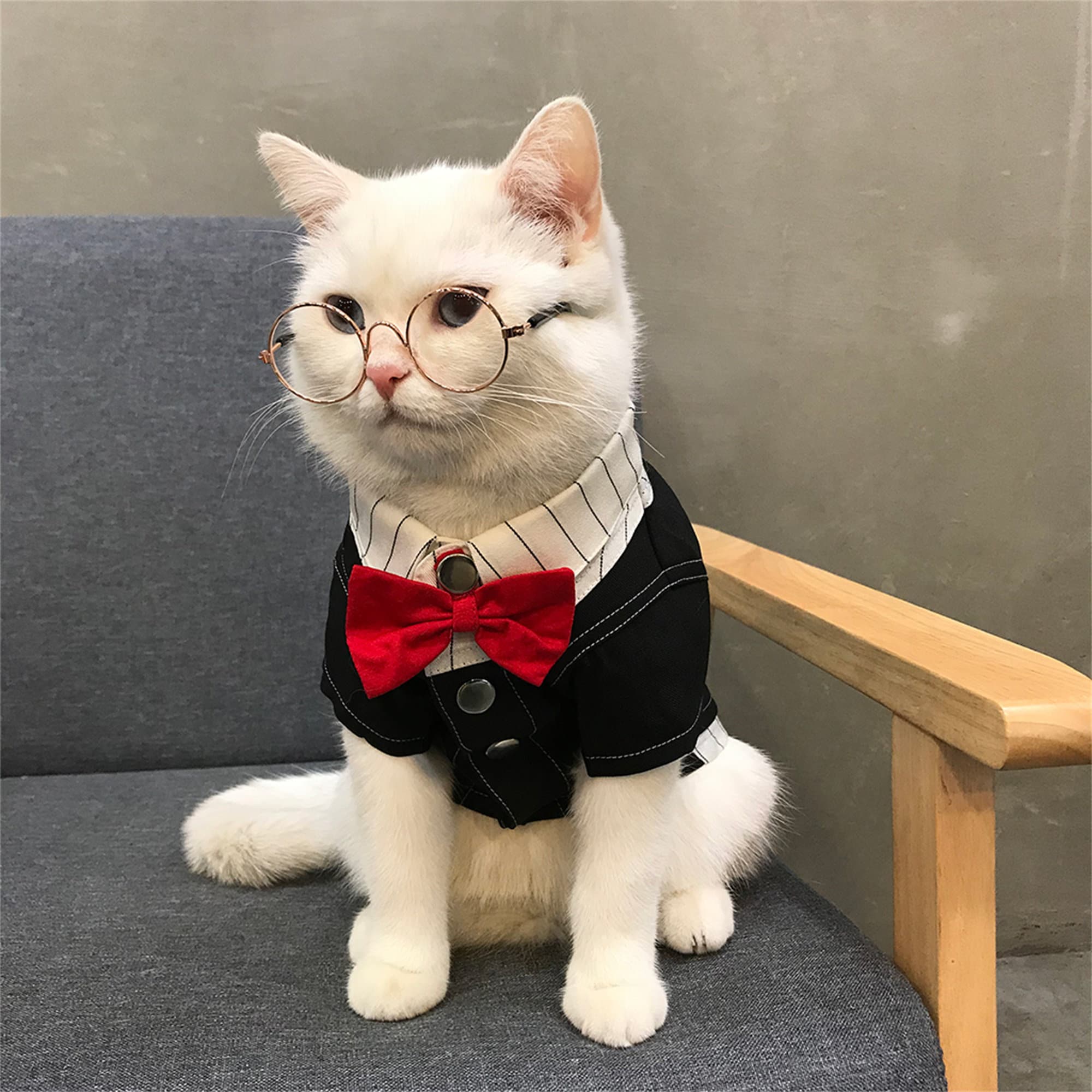 Black Cat Dog Dress Shirt With Bow Tie Pet Suit Kitty Etsy
