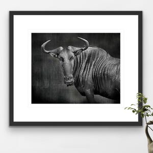 Black and White Wildebeest Print Matted Wildlife Photography African Animal Wall Art Fine Art Decor