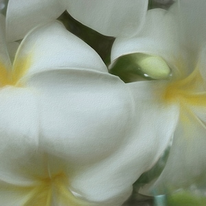 Hawaiian White Plumeria Mirrored Sides Gallery Wrap Canvas Print image 1