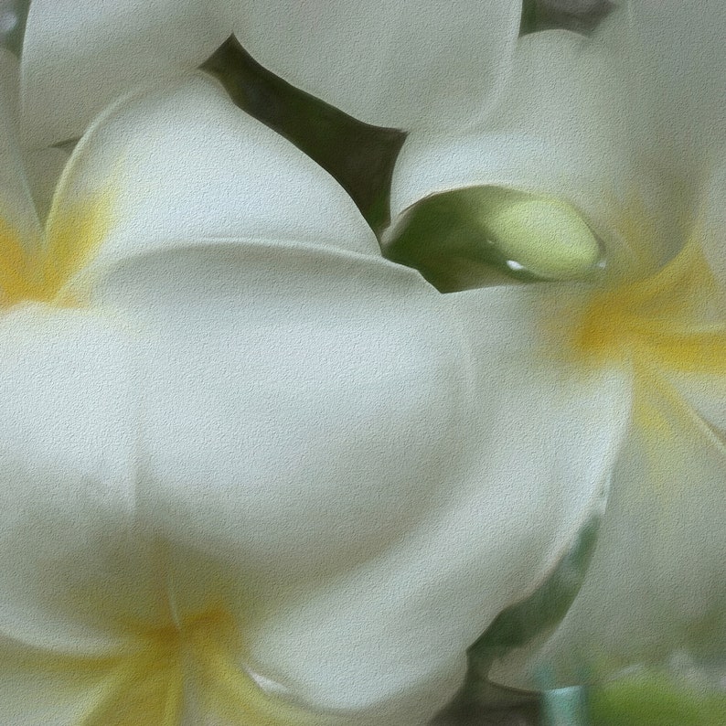 Hawaiian White Plumeria Mirrored Sides Gallery Wrap Canvas Print image 1