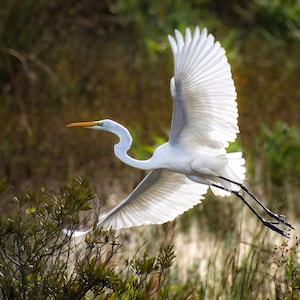White Water Bird in Flight, Great White Heron or Egret - Matted Fine Art Print