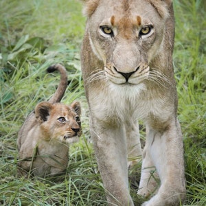 Signed Limited Edition Lioness and Cub - Matted Fine Art Wildlife Print
